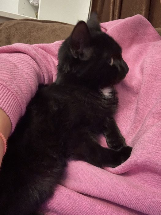 Blacky isi casuta casuta