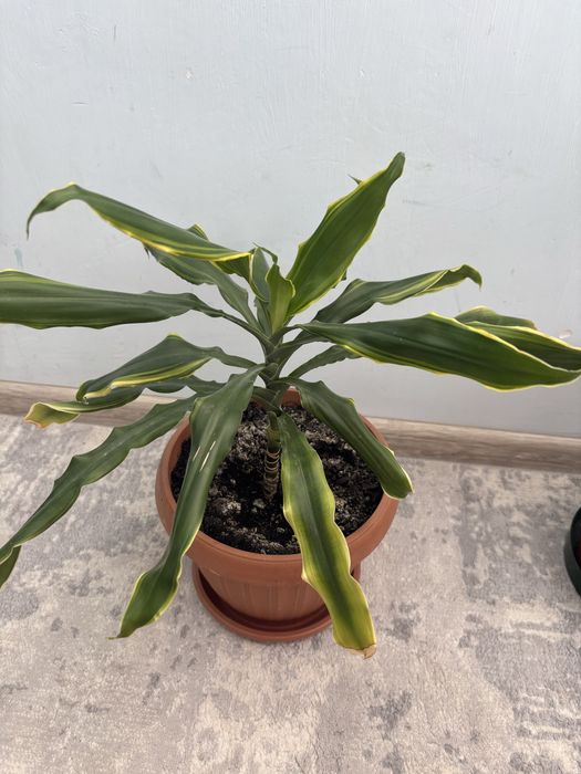 Продаются комнатные цветы