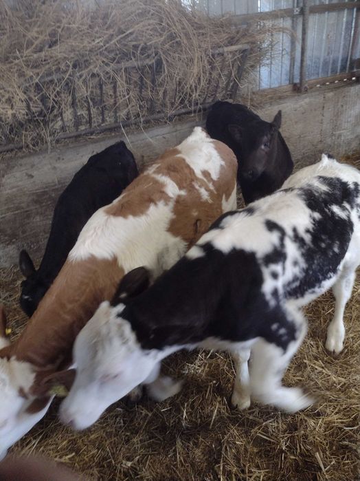 Vitei balțat angus