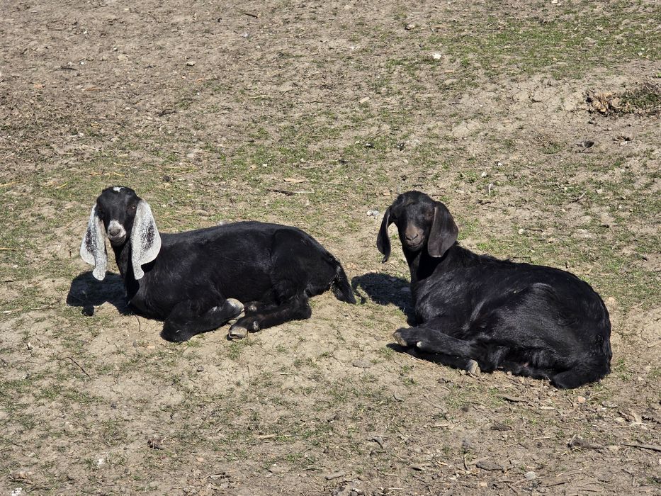 Iedute anglo nubiene