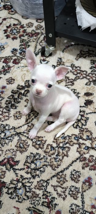 Продаются мини чихуахуа