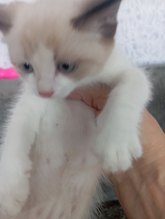 Котенок сиамский котик