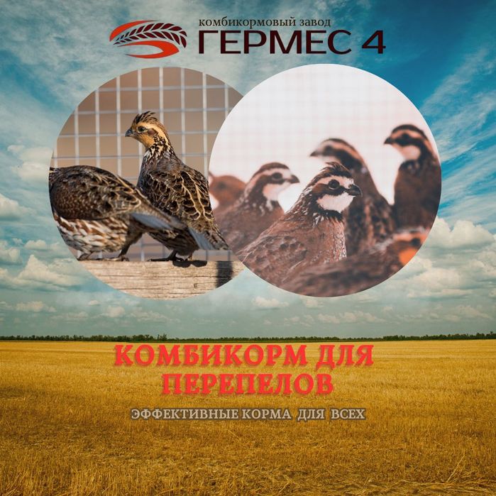 Комбикорм для всех направлений