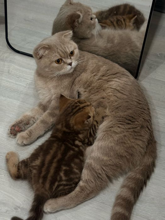 Скоттиш страйт мальчик
