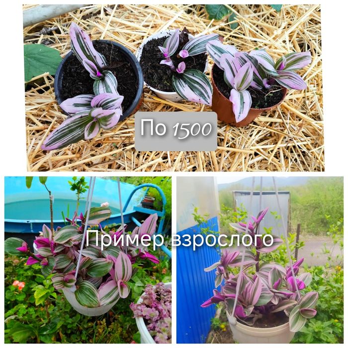 Цветы разные цветущие