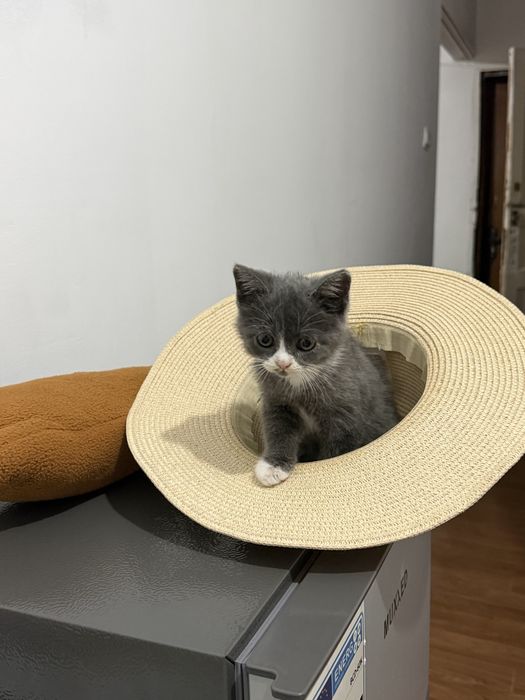 Котёнок продаю.