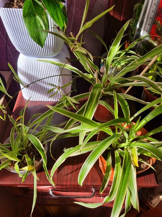 Комнатные цветы в горшках.Хлорофитум.