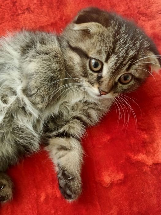 Skottish fold 3 oylik soglom qiz ogil 100$