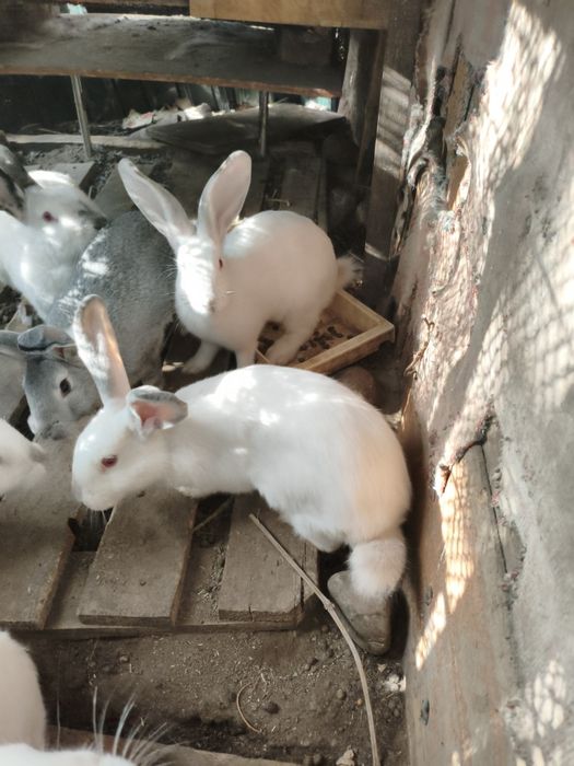 продам кроликов колифорния