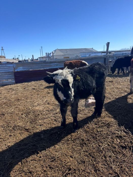 Бұқалар сатылады.