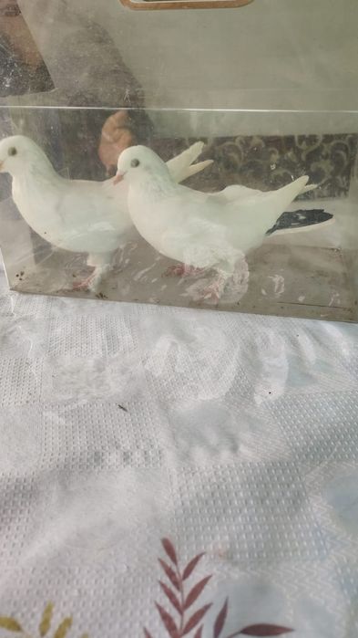 Голуби, вольные, летные, с игрой