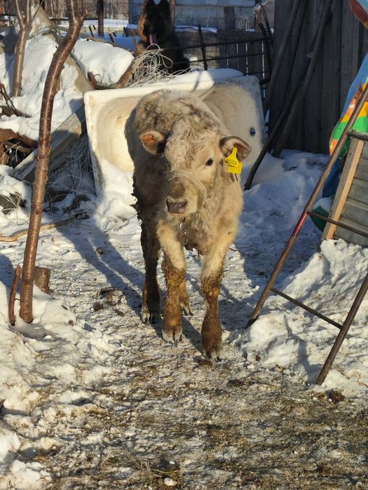 Еркек бұзау,  теленок бычок