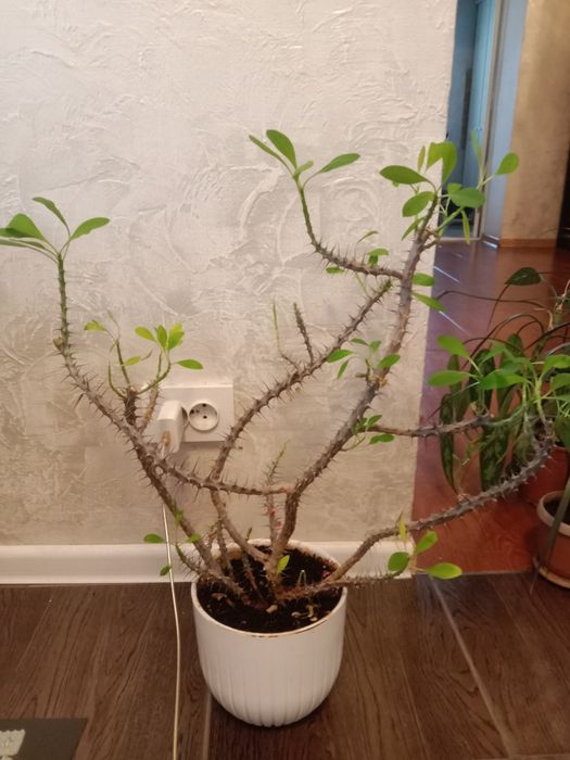 Рапродаю цветы срочно