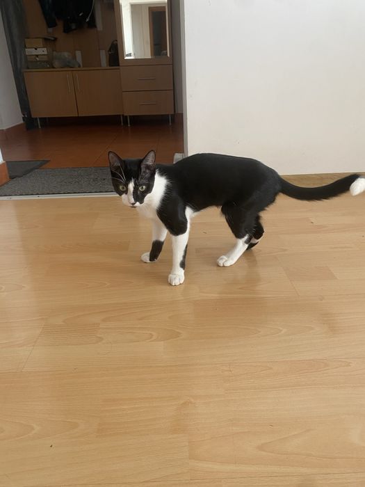 Pisica de adoptat .Face la litiera. Are intre 8-10 luni. Nu il putem tine din cauza ca nu ne lasa proprietarul