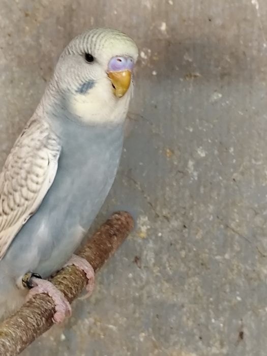 Peruși ,pui și tineret