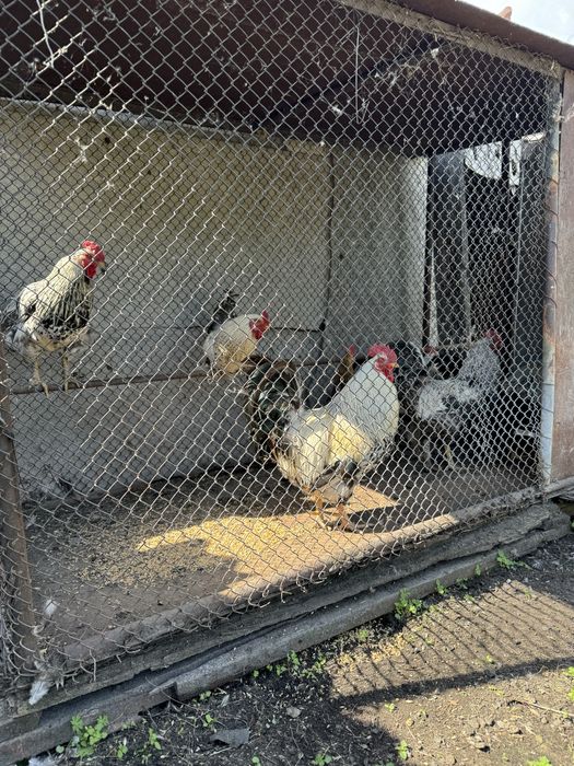 Продам домашних петухов