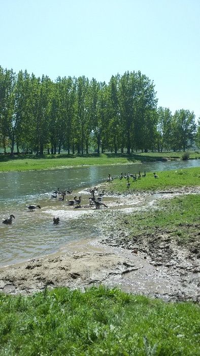 Яйца от гъски тулузки