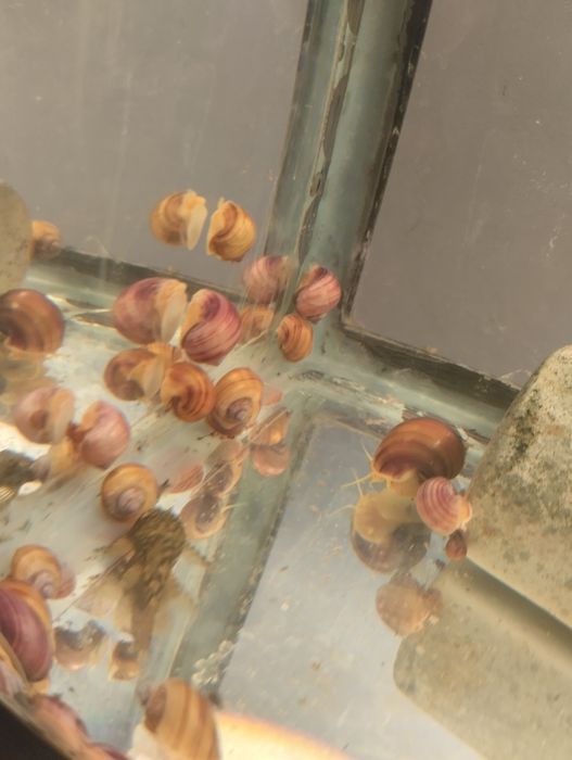 Улитки ампулярии санитары