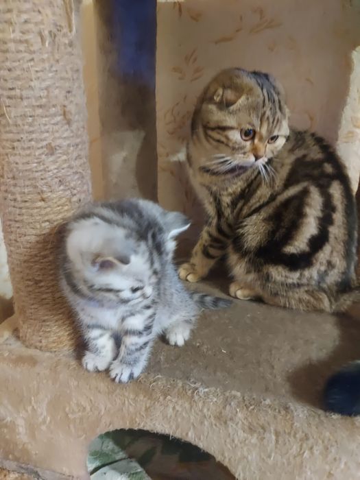 Шотландские котята