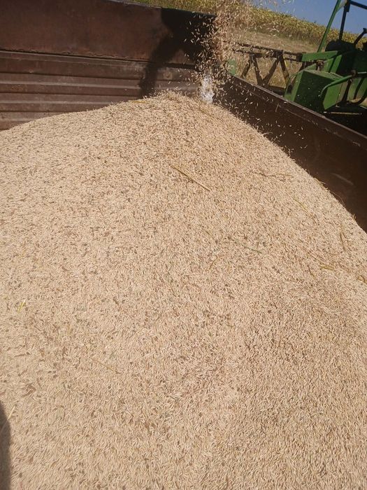 Ovăz , Grau, Orz recolta 2026 pentru consum de vânzare