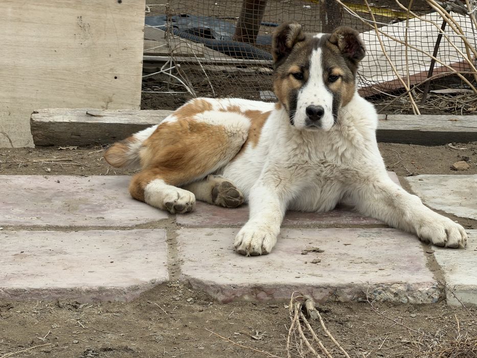 Қазақ төбет күшігі сатылады!!!