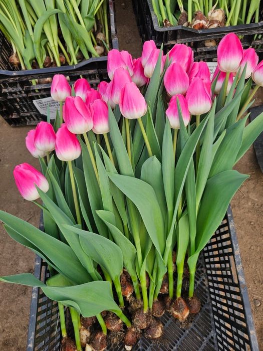 Голландские тюльпаны оптом