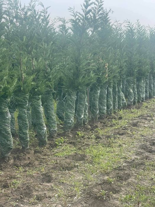 Leylandy cupressocyparis (tuia leylandii)