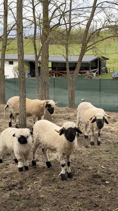 Чернобоса овца /Blacknose Sheep