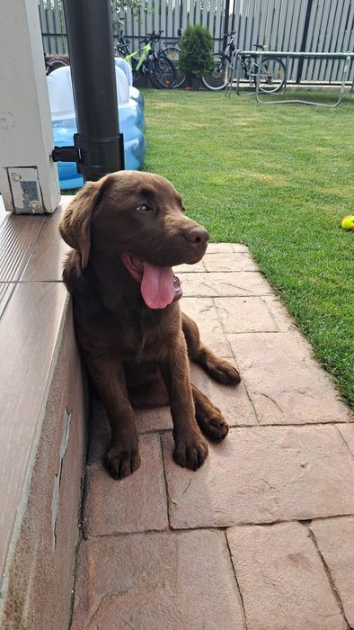 Labrador Ciocolatiu