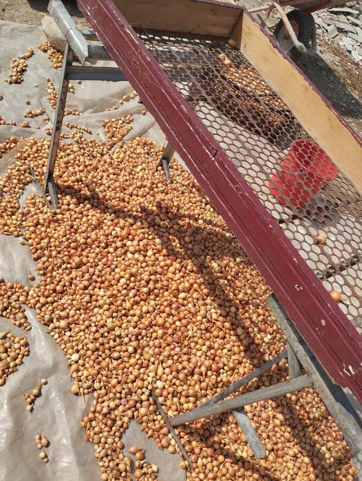 Vând arpagic românesc și stufat de arpagic