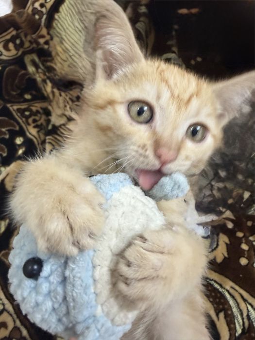 Отдам рыженького котенка