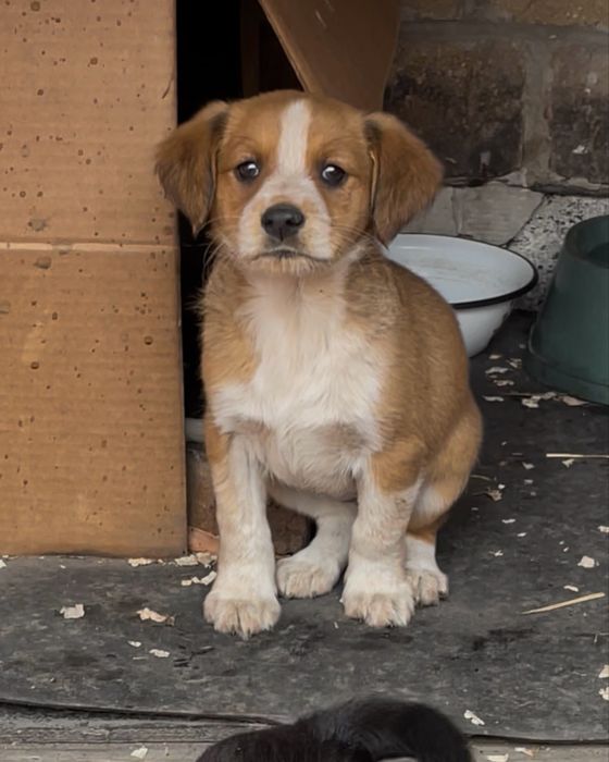 Дарим щенят