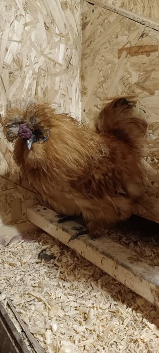 Петушок шелковой хохлатой.