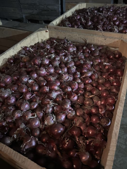 Ceapă roșie calitatea I calibru 50+