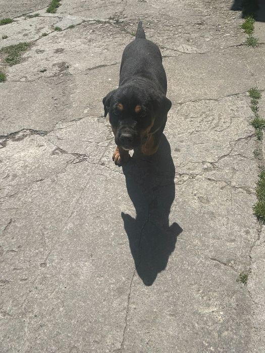 Disponibil pt doritori