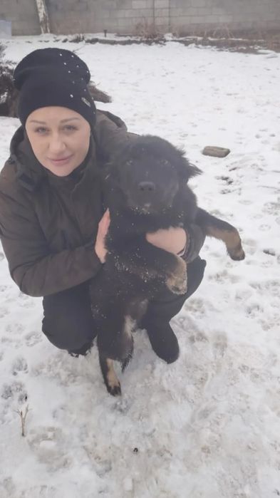 Привитые щенки 5 месяцев.