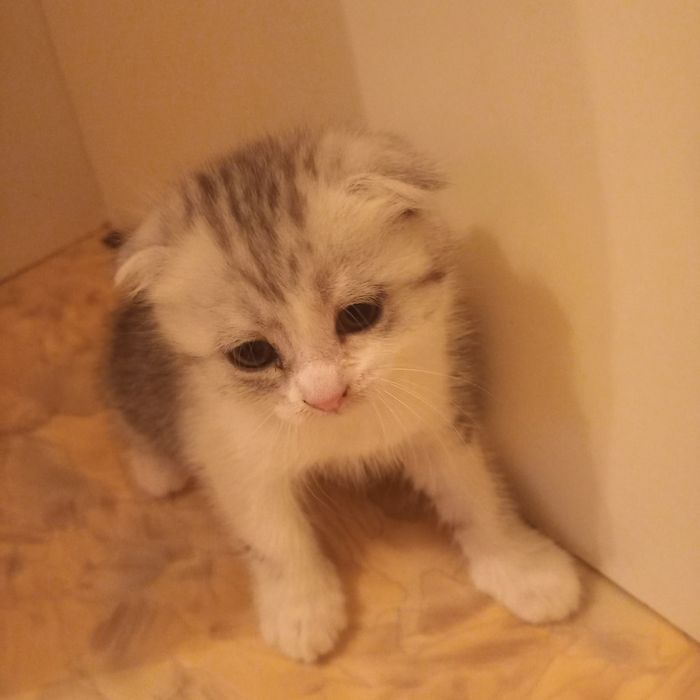 Вислоухий котёнок 1 месяц