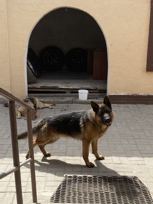 Немецкая овчарка