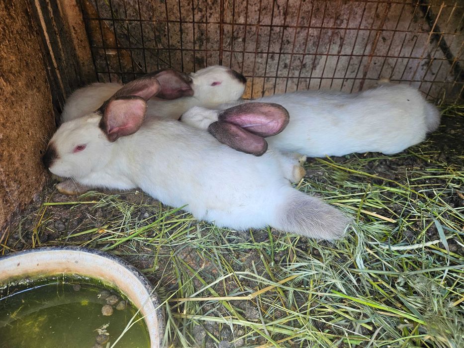 Vand iepuri mici si mari