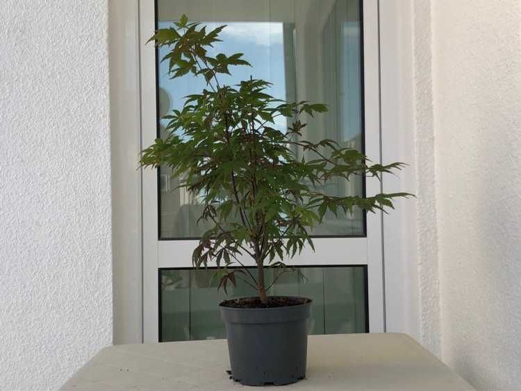 Продавам асер palmatum "Atropurpureum"