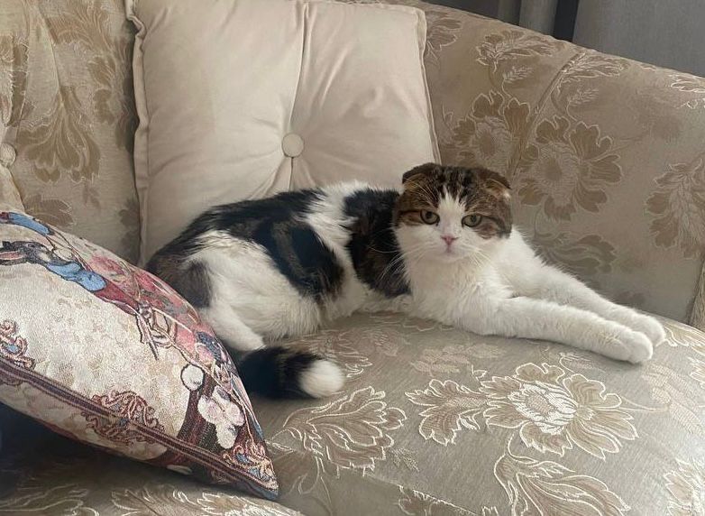 Кот по имени Феофан