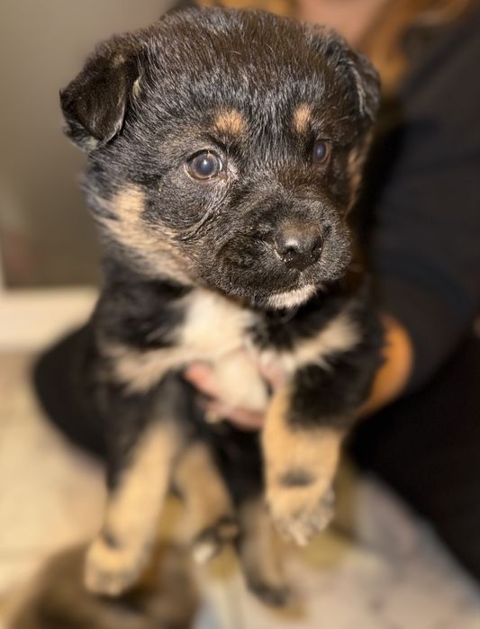 Donez 5 puiuți de talie mica  (2 luni)