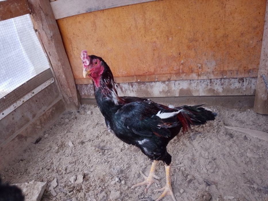 Dakan xõroz urushqoq