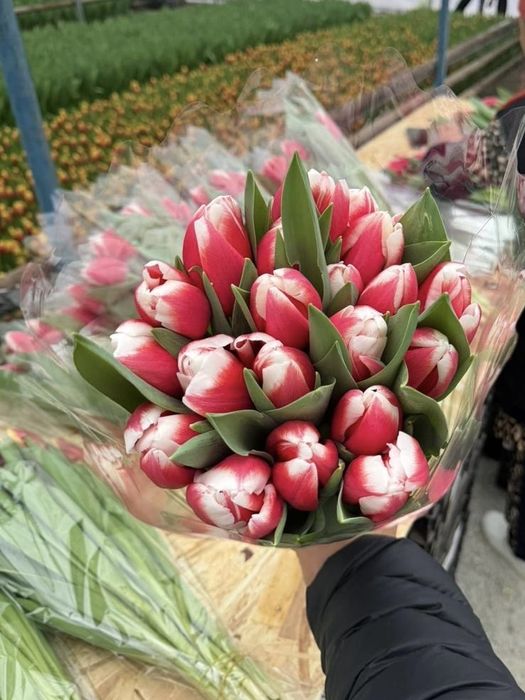 Тюльпаны к 8 марта