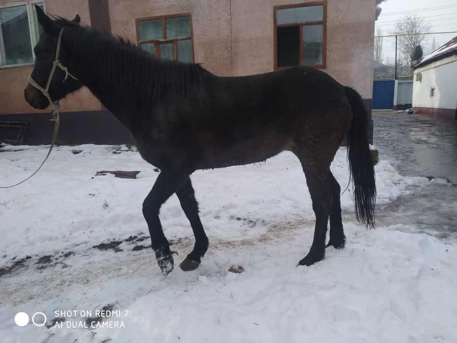 1 туған ірі бие сатылады