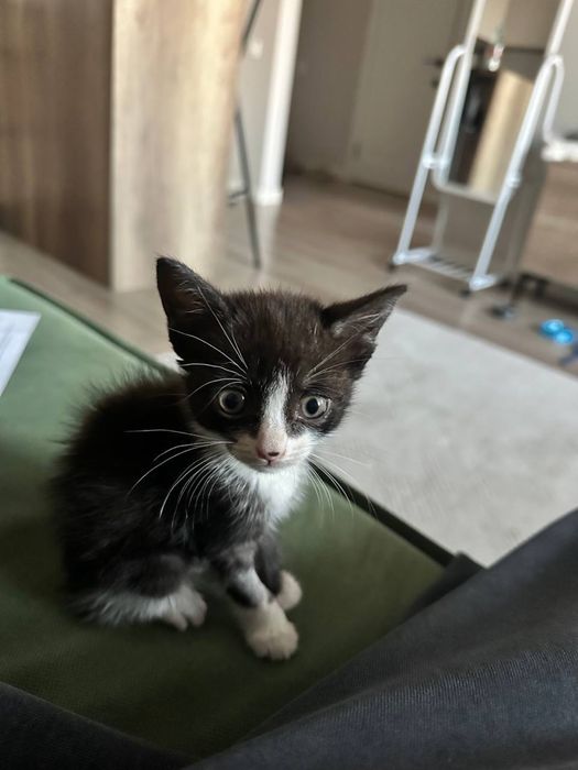 Котенок бесплатно