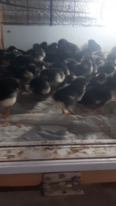 Qora Shaxzoda jojalari