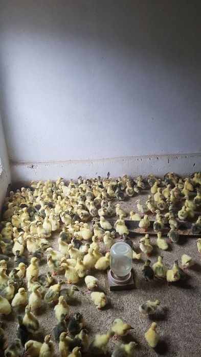 Karalevskiy zotdor g'ozla  КОРОЛЕВСКИ ГУСИ