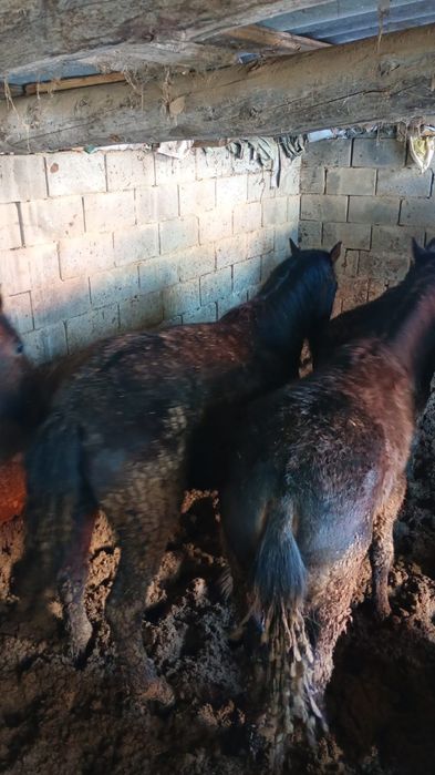 Жылқылар сатамын