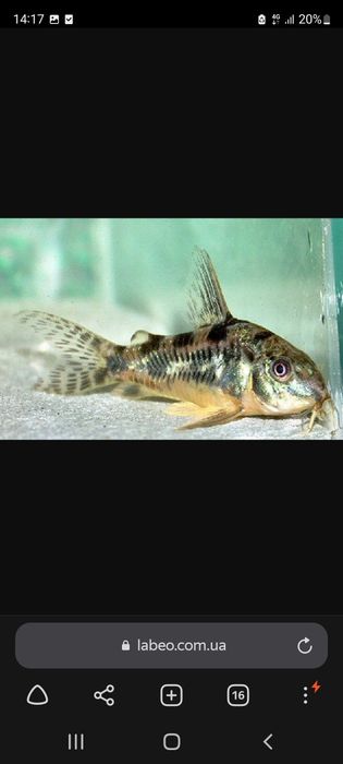 Baliqlar juda ko'p medniy asartimentlari bor  manzil uch tepa tumanida